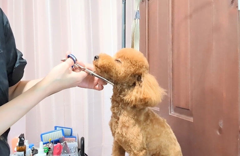 基本のハーブケアコースは様々な犬の種類に対応 | 浜松市のトリミングサロンなら完全予約制のドッグサロン りら
