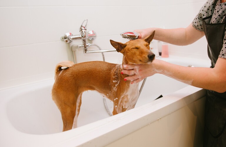 ラグジュアリーエステプランで乾燥肌の愛犬をケア | 浜松市のトリミングサロンなら完全予約制のドッグサロン りら