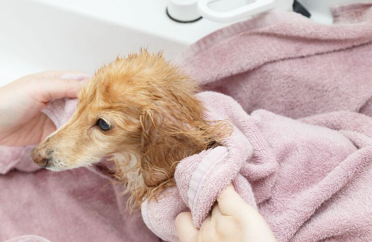 皮膚トラブルに対応できるエステプランをご用意 | 浜松市のトリミングサロンなら完全予約制のドッグサロン りら