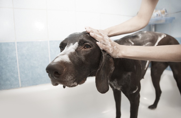 エステプランで癒しの犬エステをご提供 | 浜松市のトリミングサロンなら完全予約制のドッグサロン りら