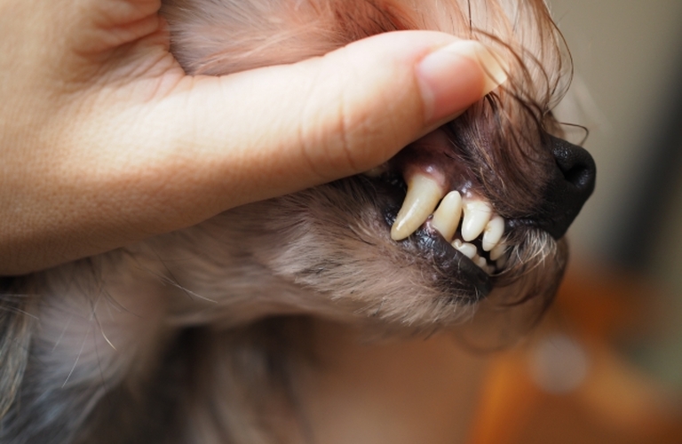 犬の最適な歯磨きの頻度は？歯石を予防し健康な身体を作る｜浜松市のトリミングサロンならドッグサロンりら