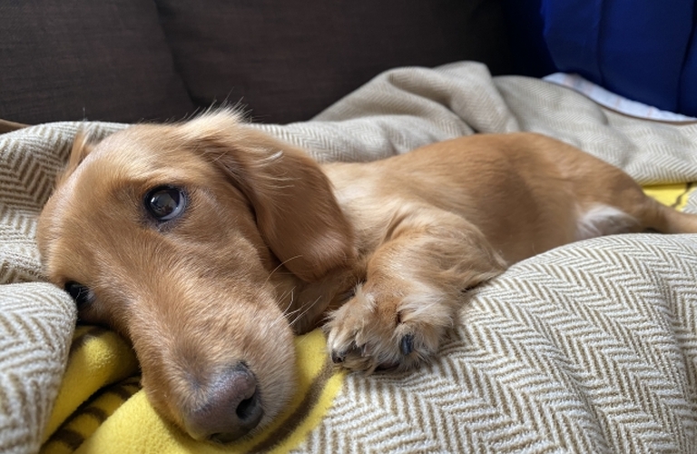 愛犬の足舐めによる赤みと変色のケアをしませんか｜浜松市｜トリミングサロン｜ドッグサロンりら