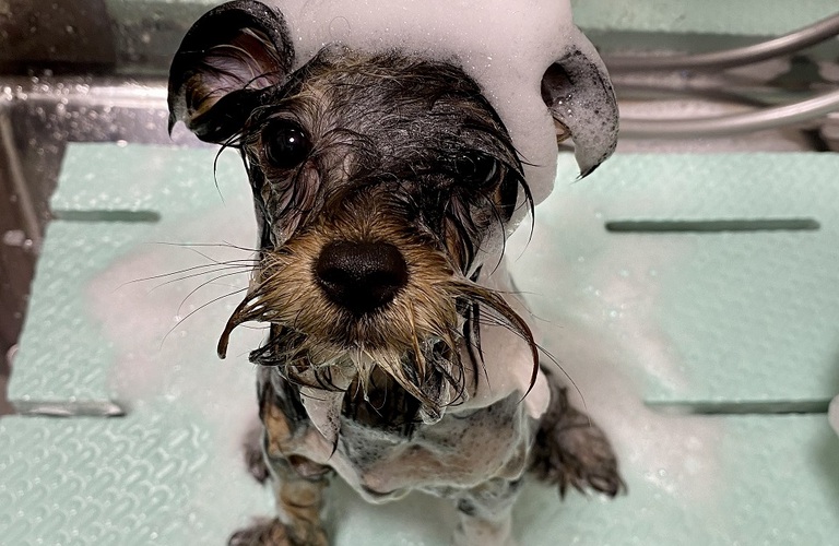 敏感肌の犬に最適シャンプーでケアしませんか？｜アーユルニームアロマ｜浜松市のトリミングサロン｜ドッグサロンりら