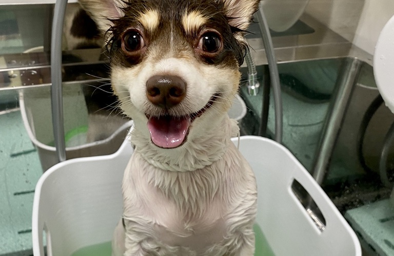 ペットの入浴剤で愛犬の肌トラブルをケア｜ニームアロマバス|浜松市のトリミングサロン｜ドッグサロンりら