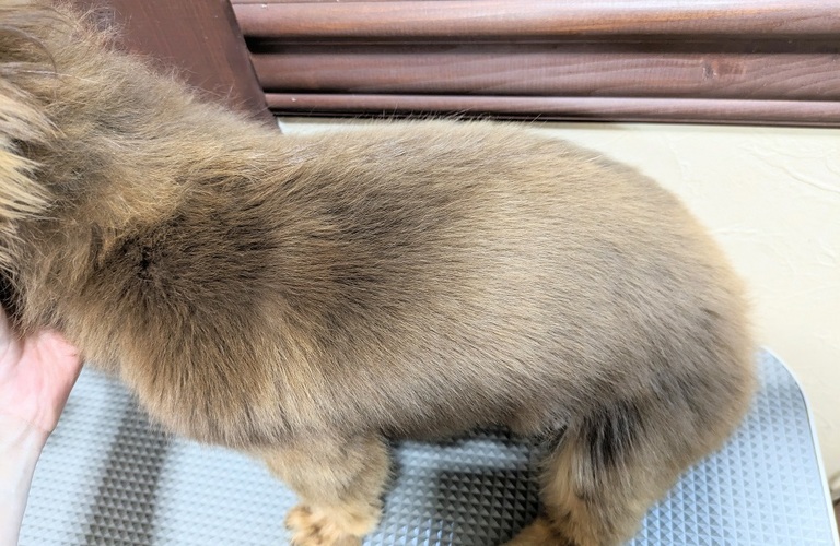 ドッグエステ｜【うる艶】パックで至極の艶｜わんちゃんのアンチエイジングケア｜浜松市のトリミングサロン｜ドッグサロンりら