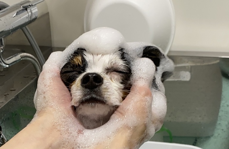 愛犬のアレルギー肌や敏感肌は高保湿エステシャンプーでケア｜浜松市のトリミングサロン｜ドッグサロンりら