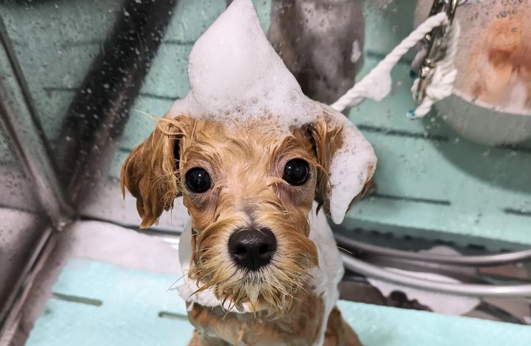子犬の初めてのシャンプーはいつから？｜浜松市のトリミングサロン｜ドッグサロンりら