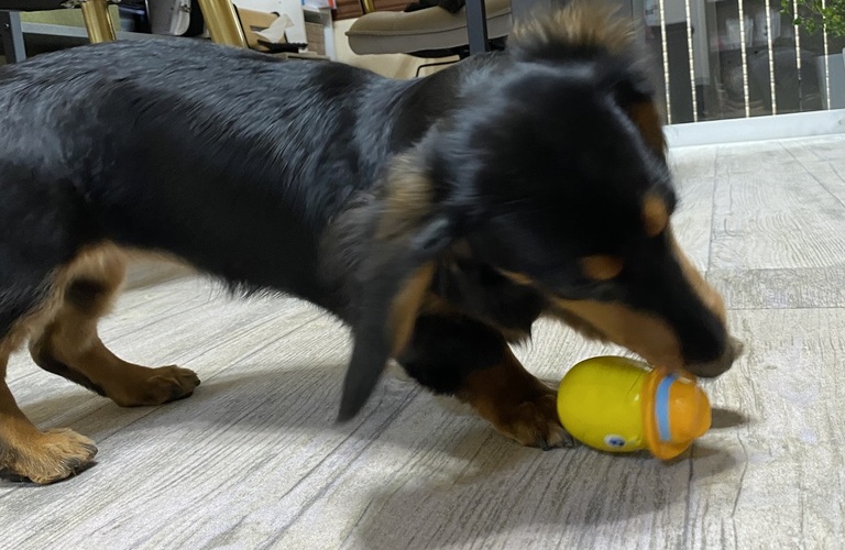 狂犬病ワクチン＆混合ワクチンとトリミングの関係｜浜松市のトリミングサロン｜ドッグサロンりら