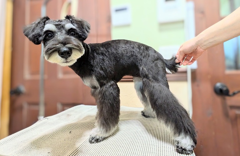 ミニチュアシュナウザーのカットスタイルなら浜松市のトリミングサロン｜ドッグサロンりら