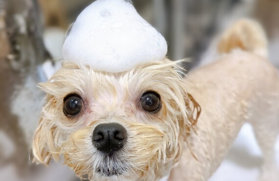 敏感肌やかゆみが気になる愛犬には、「無添加シャンプー」がお勧めです