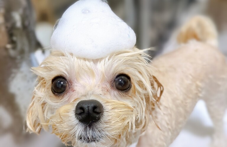 敏感肌やかゆみが気になる愛犬には、「無添加シャンプー」がお勧めです